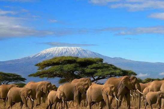 Amboseli & Kilimanjaro