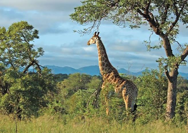 Kruger National Park