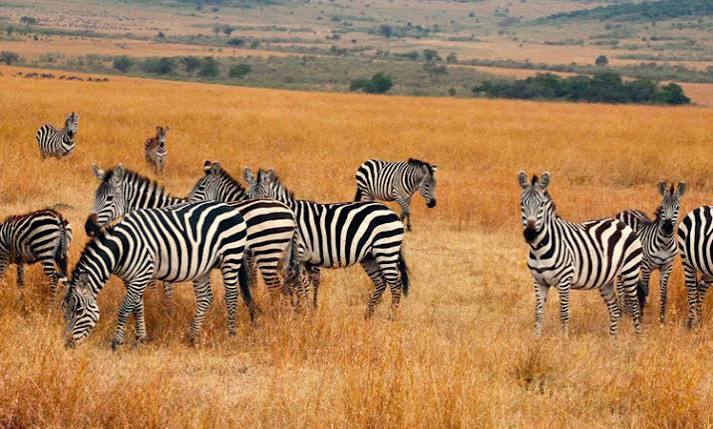 Serengeti