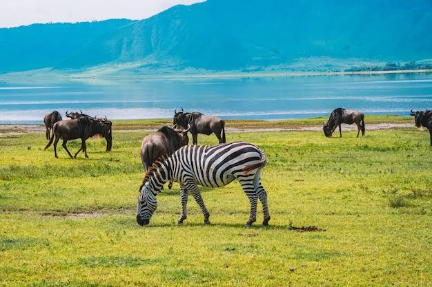Ngorongoro Crater